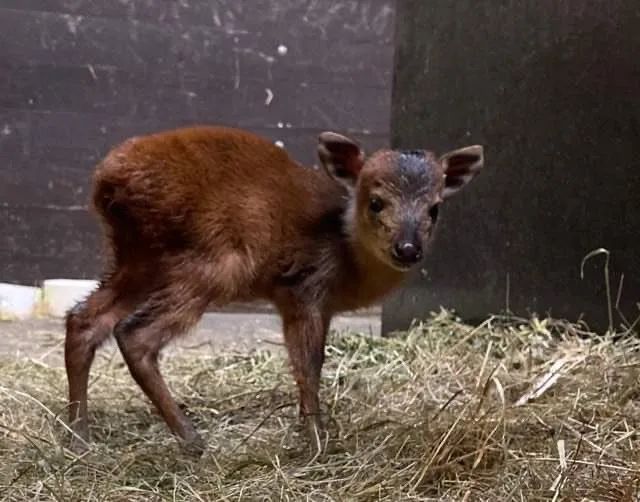 V Safari Parku se narodila jedna z nejmenších antilop, kterou můžeme v zahradách vidět. Jmenuje se Kaja