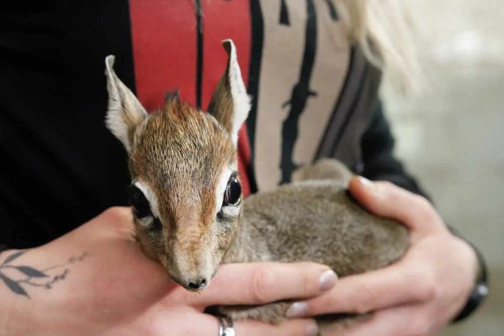 V Safari Parku se narodila jedna z nejmenších antilop, kterou můžeme v zahradách vidět. Jmenuje se Kaja