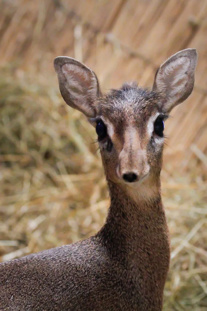 V Safari Parku se narodila jedna z nejmenších antilop, kterou můžeme v zahradách vidět. Jmenuje se Kaja