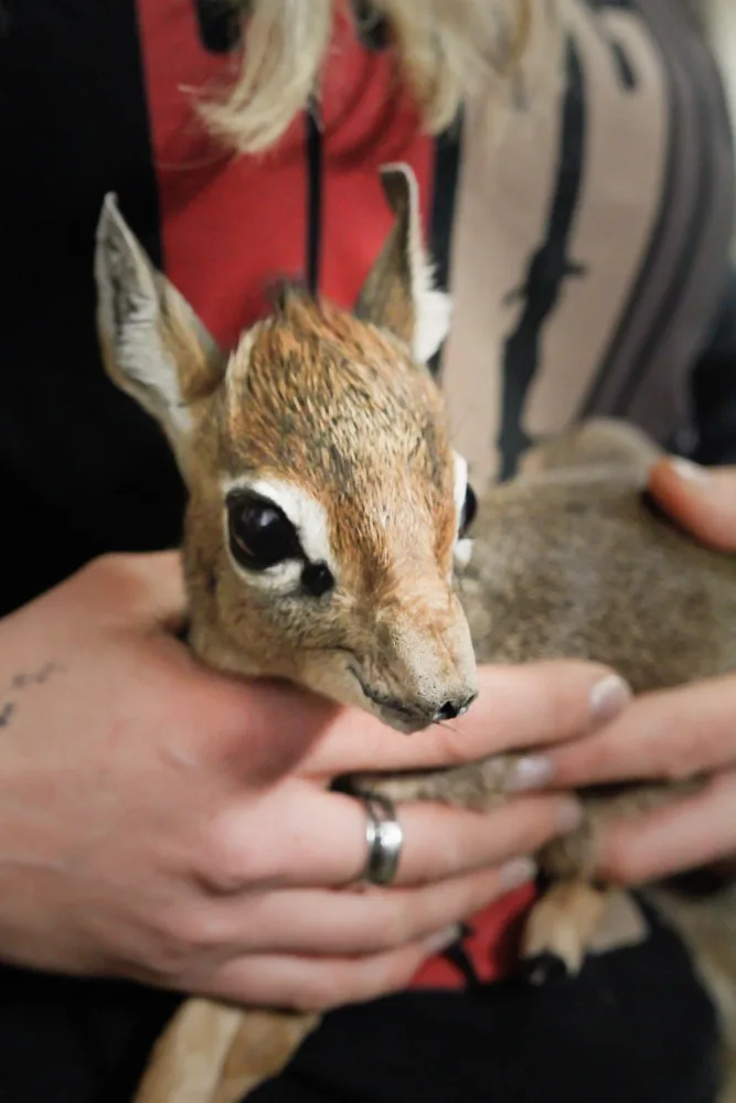 V Safari Parku se narodila jedna z nejmenších antilop, kterou můžeme v zahradách vidět. Jmenuje se Kaja
