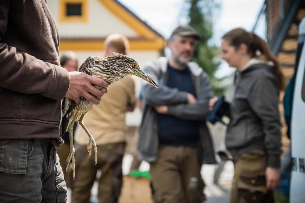 Pracovníci Safari Parku vypustili na jihu Čech čtveřici kvakošů. Domov najdou v místní zahradě