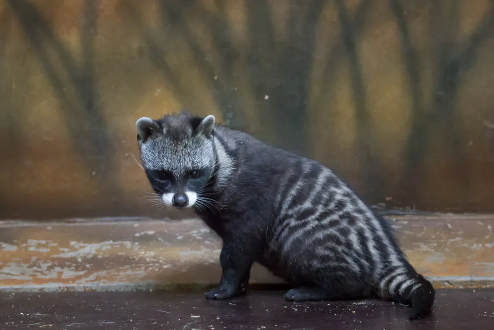 Safari Park přivítal nová mláďata. Zahradě se podařilo odchovat čtyři malé cibetky africké