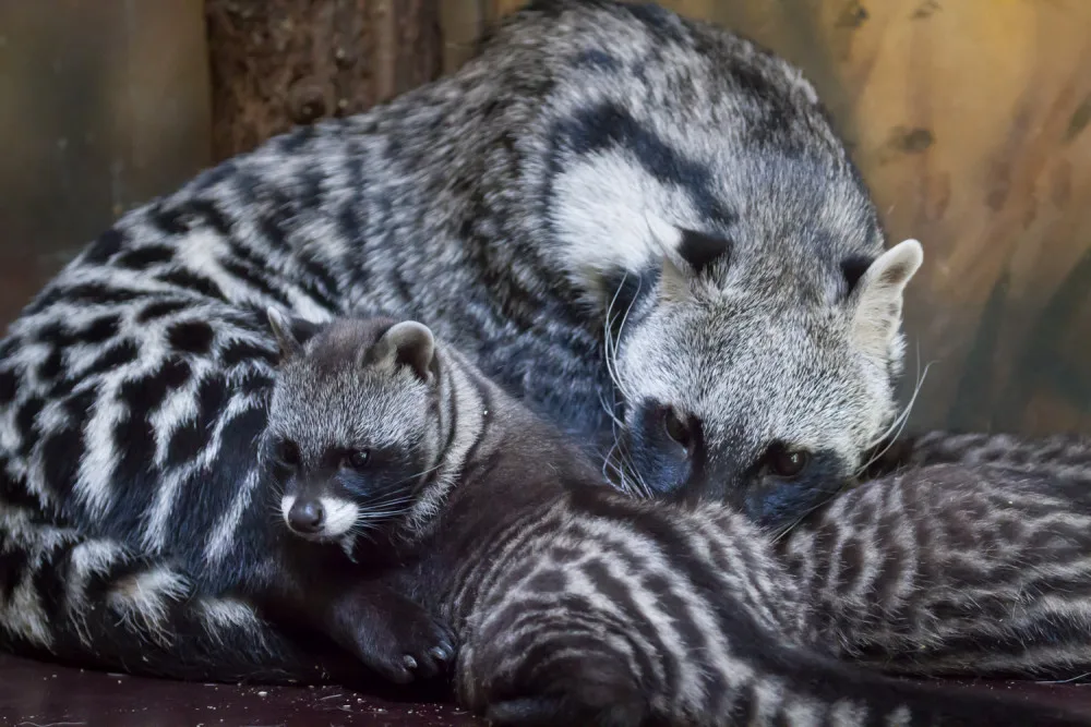 Safari Park přivítal nová mláďata. Zahradě se podařilo odchovat čtyři malé cibetky africké