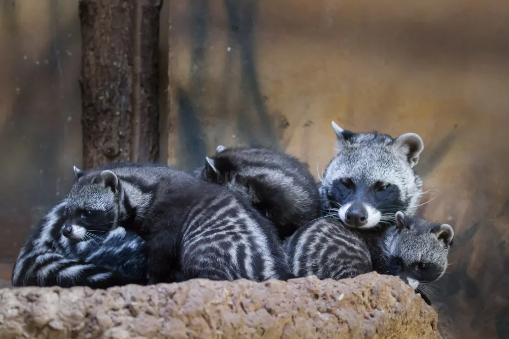 Safari Park přivítal nová mláďata. Zahradě se podařilo odchovat čtyři malé cibetky africké