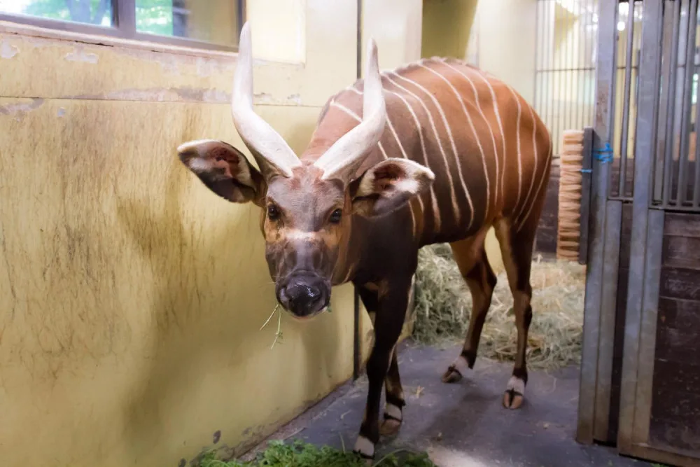 Safari park má nového samce bonga horského. Má pomoct s rozmnožením ohroženého druhu