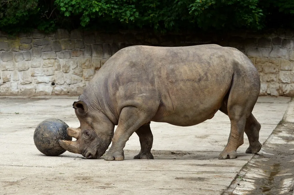 Safari Park Dvůr Králové získal z Estonska chovnou samici vzácného nosorožce