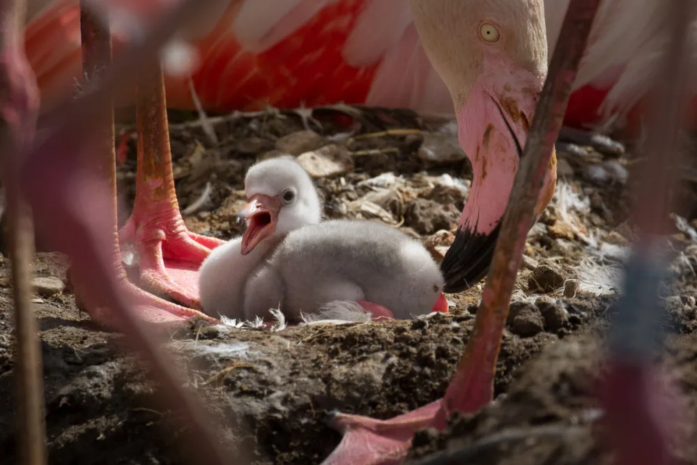 Překvapení ve dvorské zoologické zahradě. Ve výběhu plameňáků se nečekaně objevila mláďata