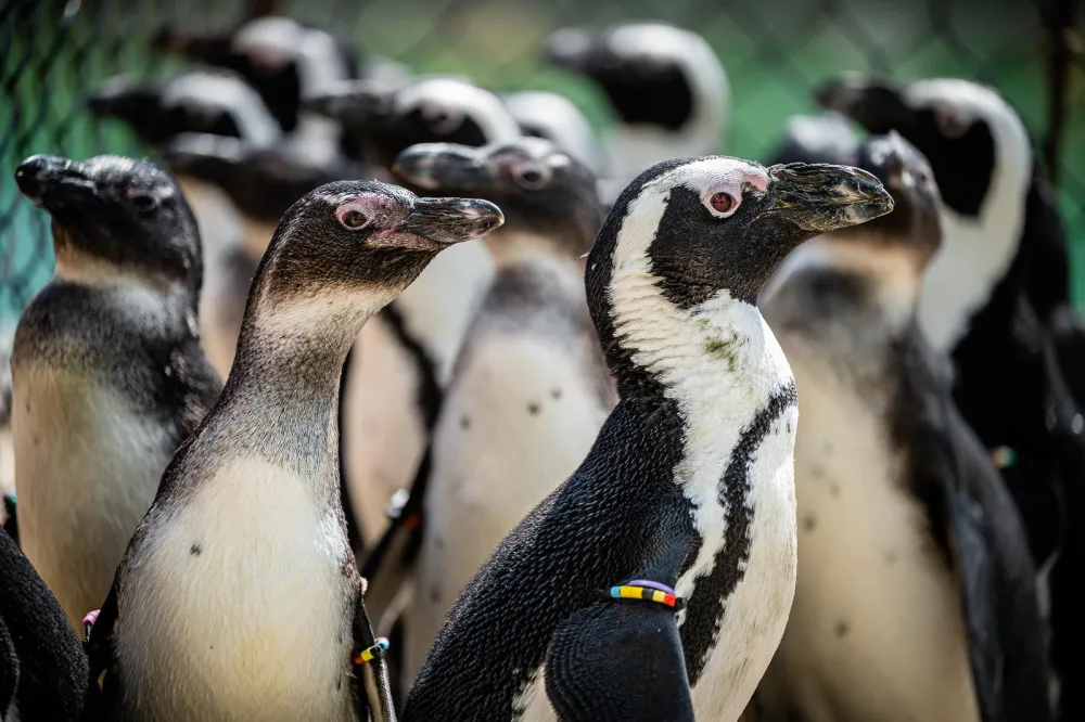 Safari Park v pondělí otevře expozici tučňáků brýlových. Bude největší v Česku