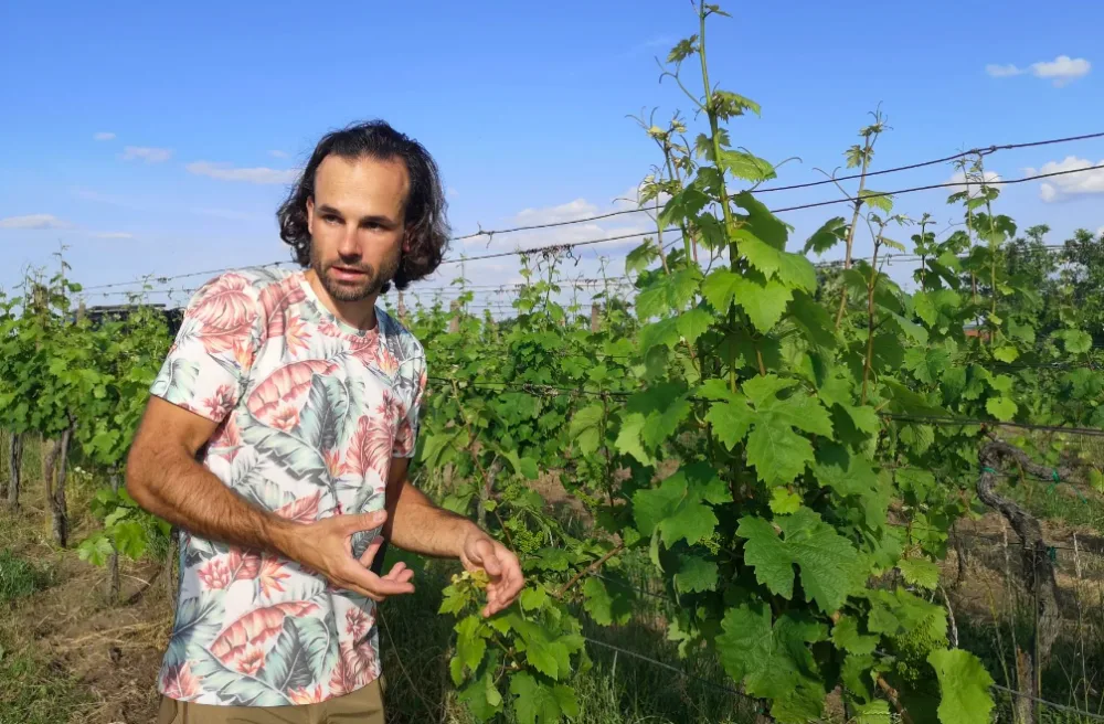 Víno jde i bez pesticidů. Když stříkají, tak sírou, přesličkou nebo kypřicím práškem