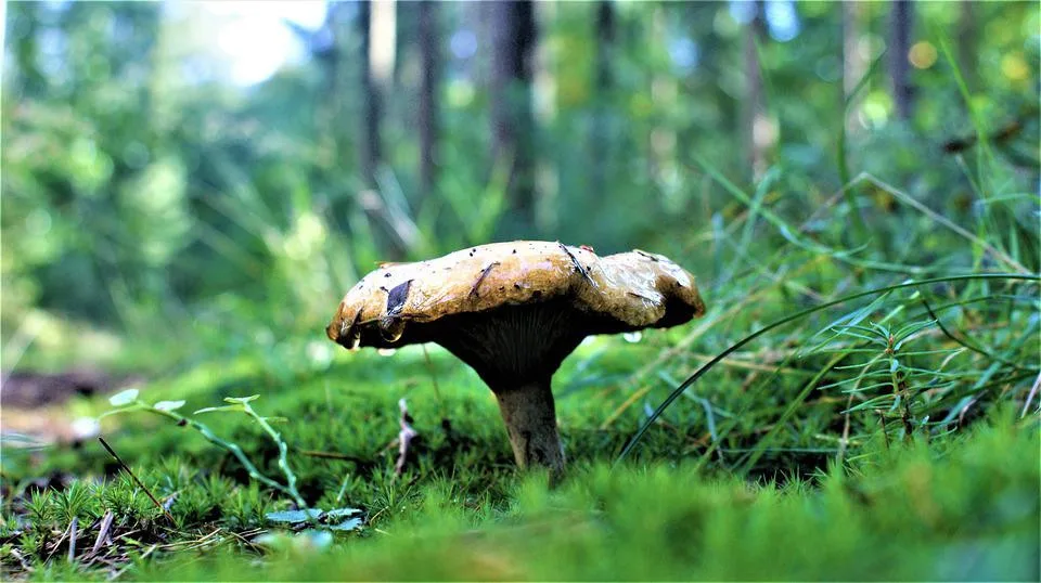 Letní počasí nenabídne ani závěr prázdnin. Teploty nepřekročí 25 stupňů Celsia
