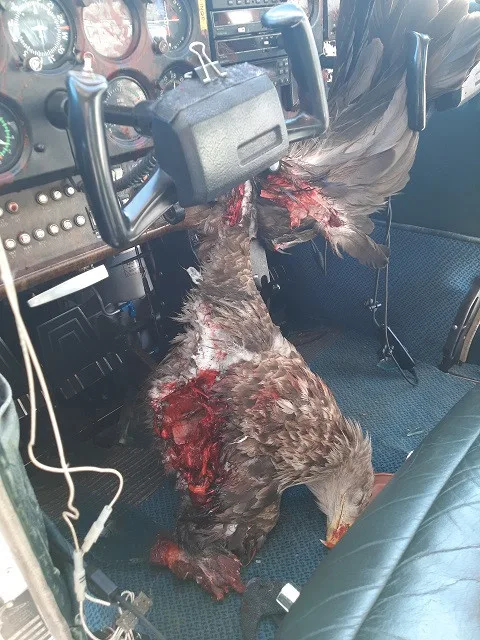 FOTO: Na hradeckém letišti nouzově přistál letoun po střetu s orlem. Žák se lehce zranil