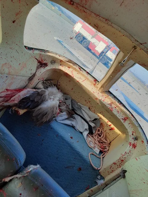 FOTO: Na hradeckém letišti nouzově přistál letoun po střetu s orlem. Žák se lehce zranil
