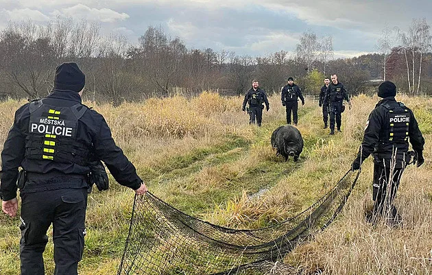 Na Valentýna musela policie pátrat po praseti. Vyloučený nebyl únos