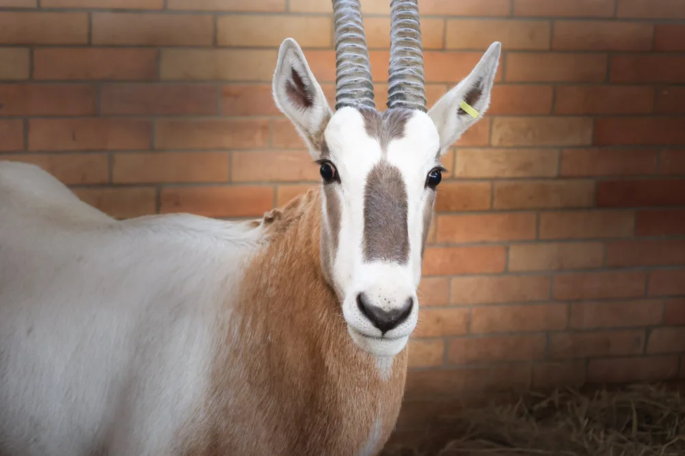 Safari Park získal dva samce ohrožených antilop. Mají pomoct s rozšířením současného stáda