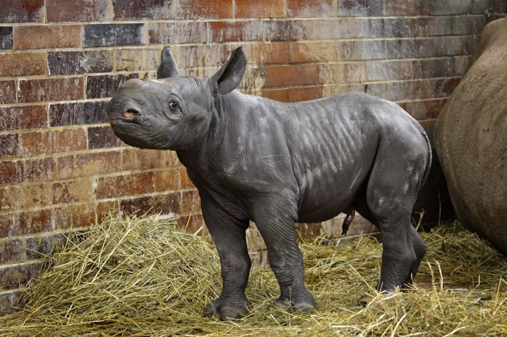 V Safari Parku se narodilo mládě nosorožce dvourohého. Už třetí v jednom roce
