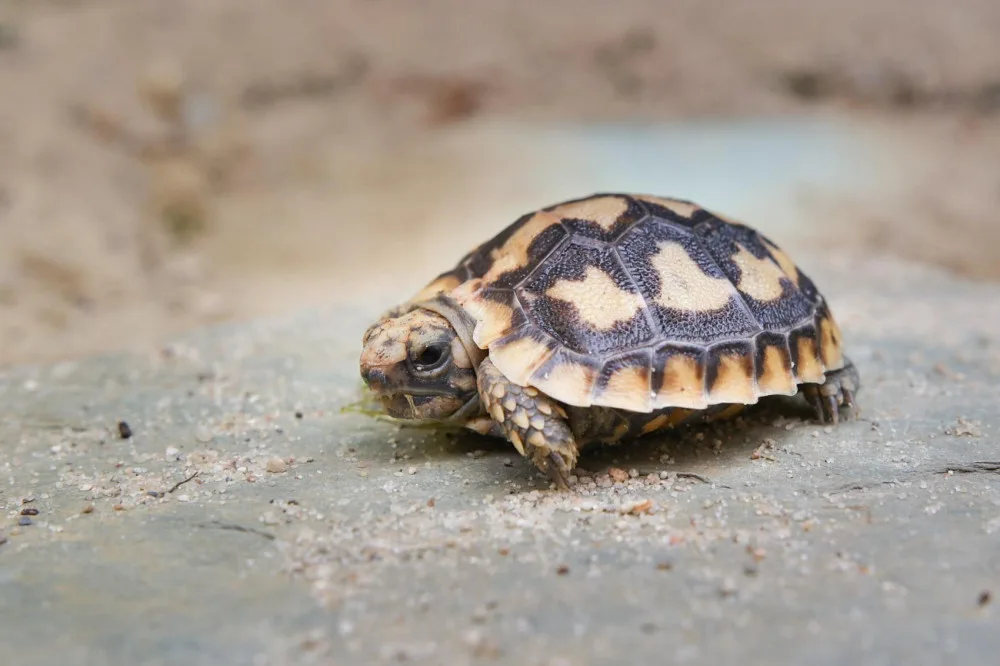 V Safari Parku Dvůr Králové se vylíhla vzácná želva skalní