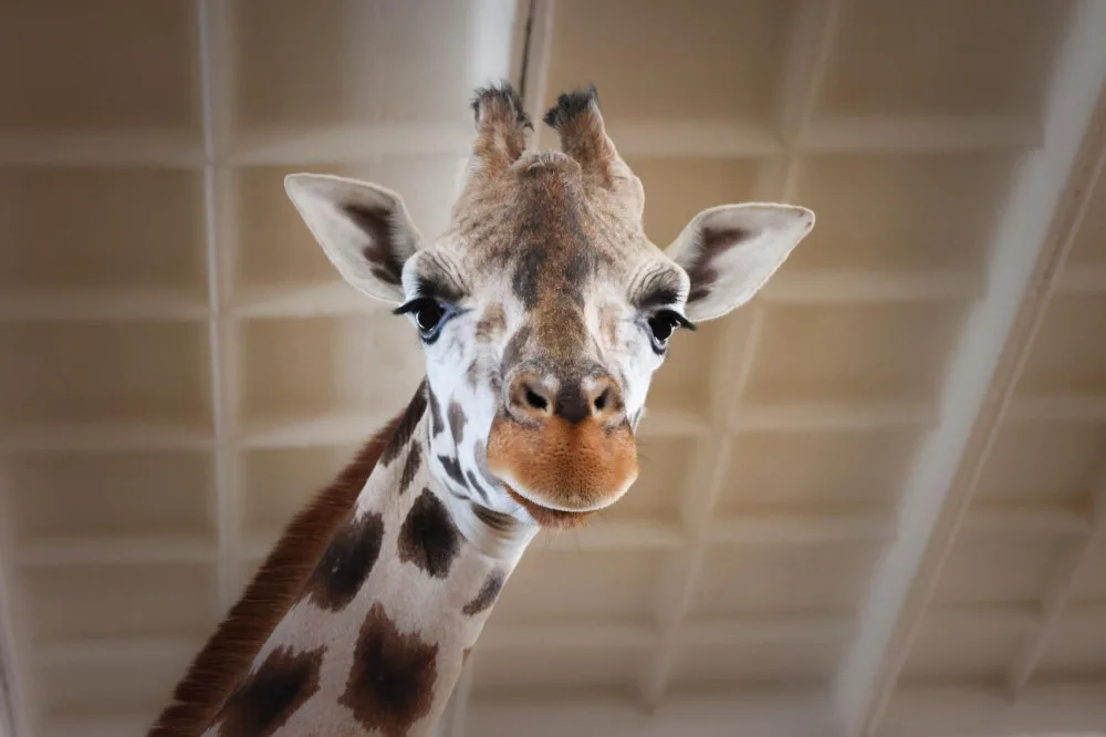 Safari Park dočasně přestěhoval svou žirafu do Liberce. Má se tam postarat o mládě a zabřeznout