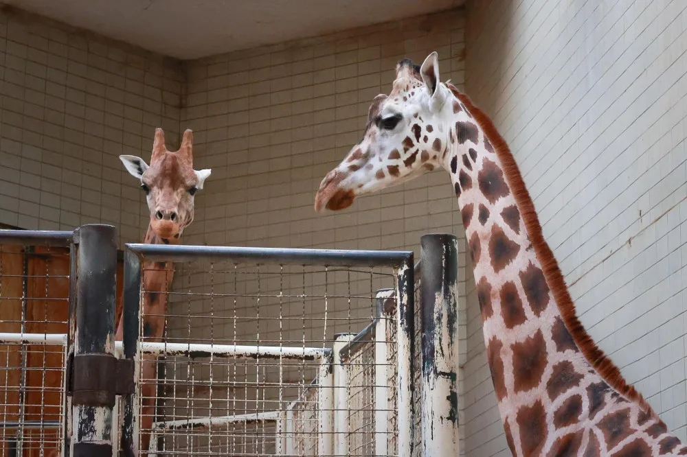 Safari Park dočasně přestěhoval svou žirafu do Liberce. Má se tam postarat o mládě a zabřeznout