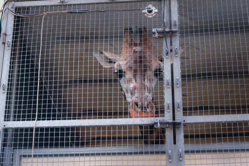 Safari Park dočasně přestěhoval svou žirafu do Liberce. Má se tam postarat o mládě a zabřeznout
