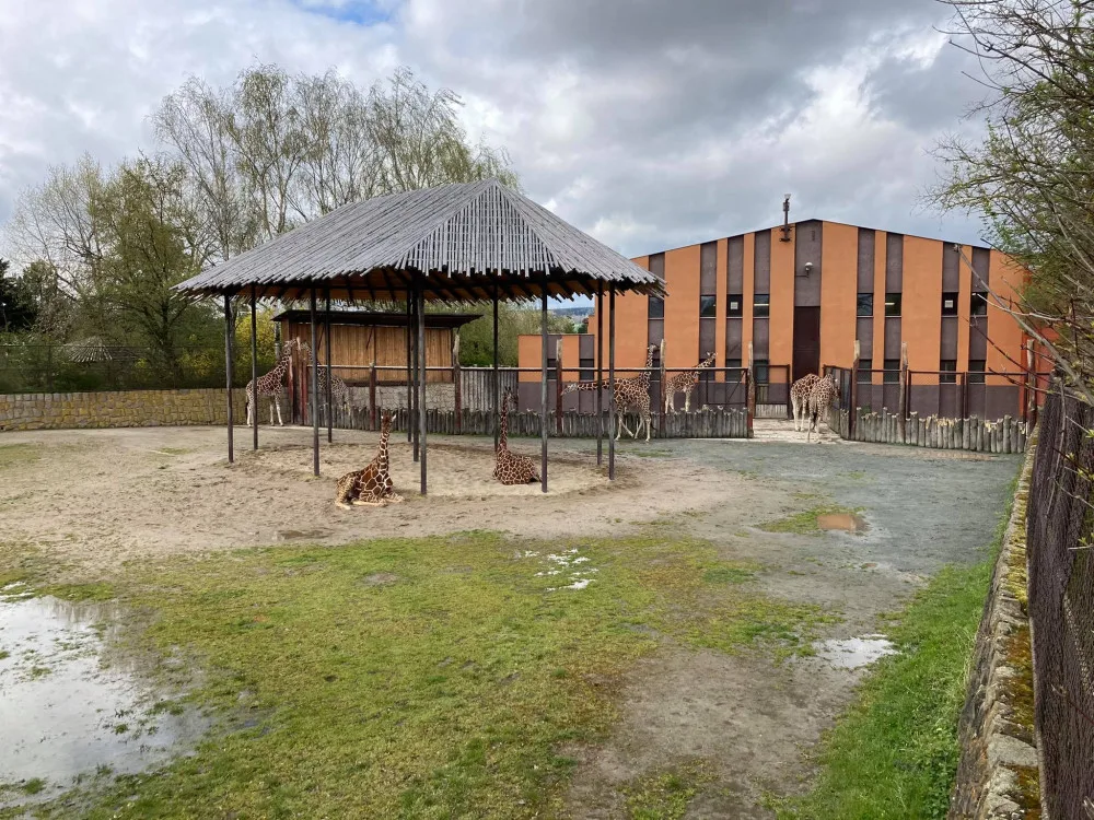 Setkání s žirafou i komentované prohlídky. Safari Park připravuje speciální Den dětí