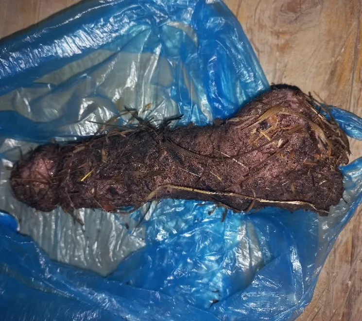 Nalezená věc připomínající pánské přirození