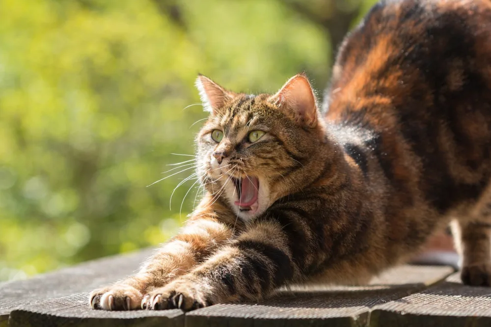 ilustrační foto