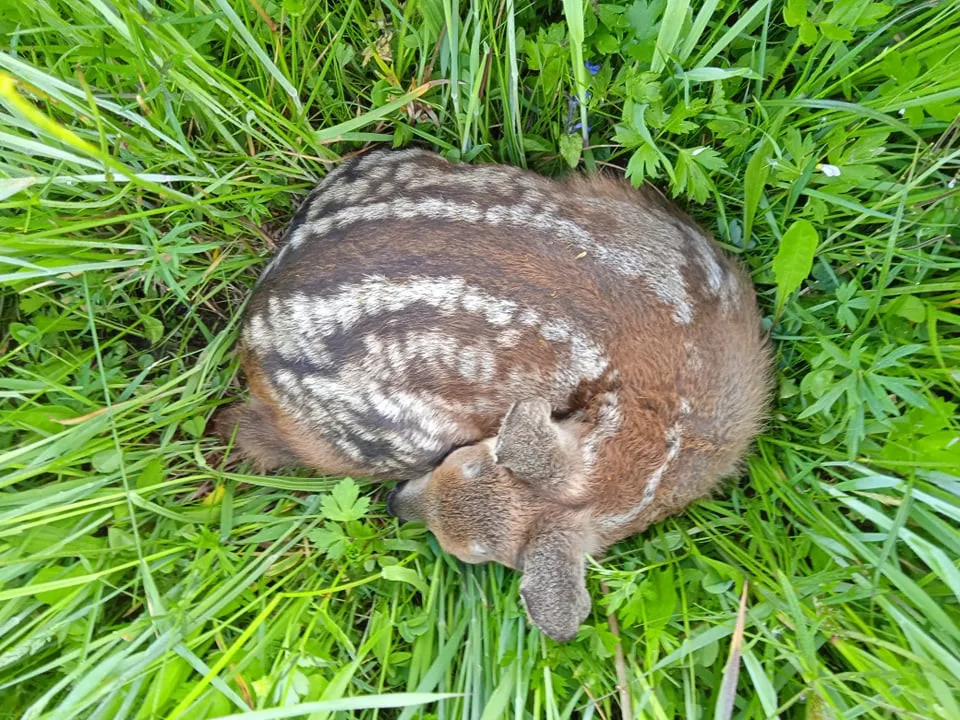 ilustrační foto