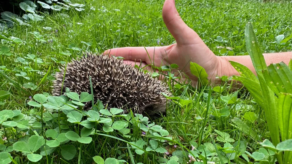 Máme na zahradě rodinku rozkošných ježků. Do záchranné stanice mláďata rozhodně neodneseme!