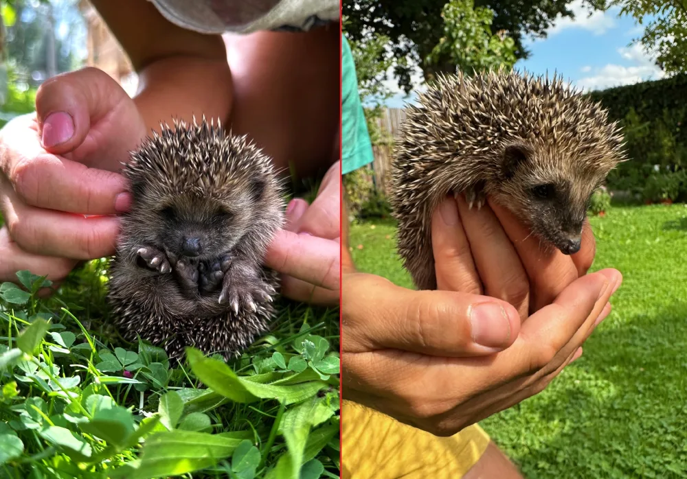 Máme na zahradě rodinku rozkošných ježků. Do záchranné stanice mláďata rozhodně neodneseme!