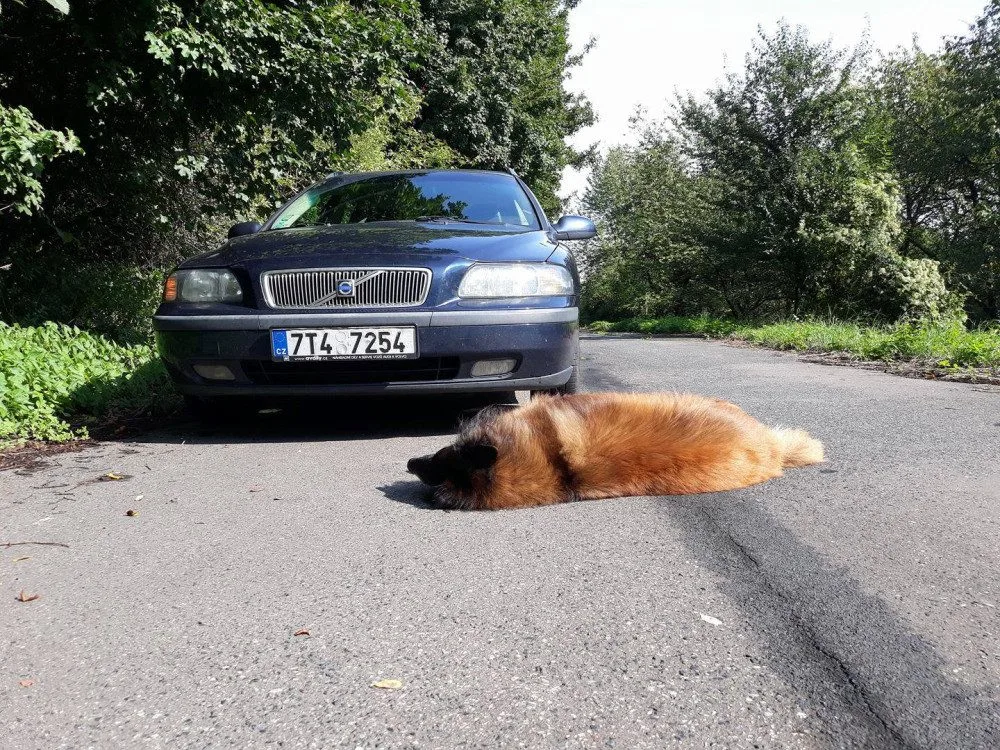 Pes vběhl přímo pod kola projíždějícího vozu. Problém se zákonem bude mít jeho majitel