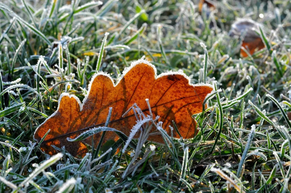 Tento týden mohou noční teploty klesnout pod nulu. Chladno bude i přes den.