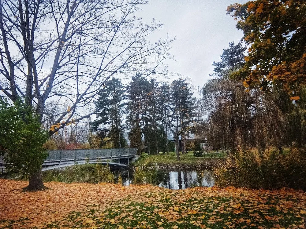 Hradec Králové sází nové stromy, bude jich kolem pěti set