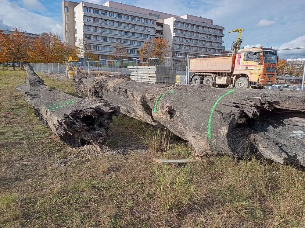 Hradečtí archeologové zkoumají dva kmeny, může jít o polotovary tzv. monoxylů.
