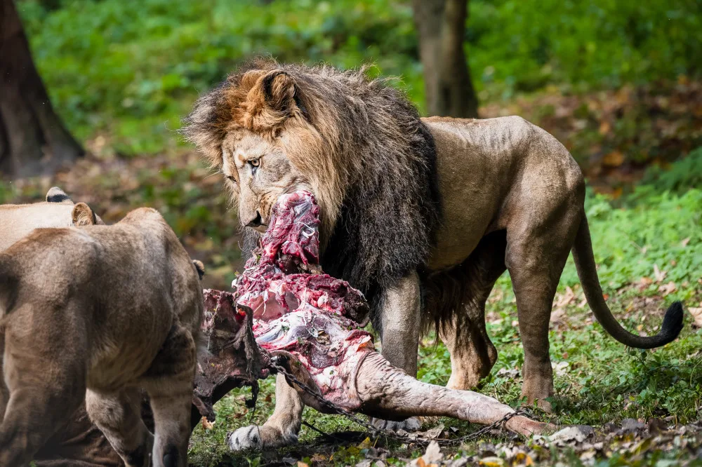 Ošetřovatelé Safari Parku nabídli maso své antilopy smečce lvů. Nejde o nic mimořádného, tvrdí zahrada