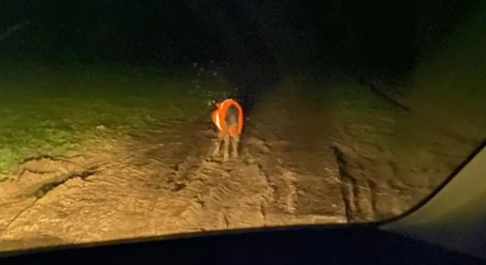 Policejní hlídka zasahovala u malého telete v reflexní vestě. Přestupek vyřešila domluvo.