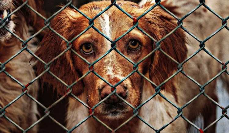size3-16970221458508-207-animal-welfare-1116205-1280