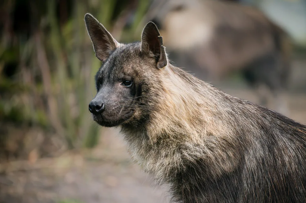 Zoo Dvůr získala hyeny čabrakové,zřejmě jako jediná na světě chová všechny druhy