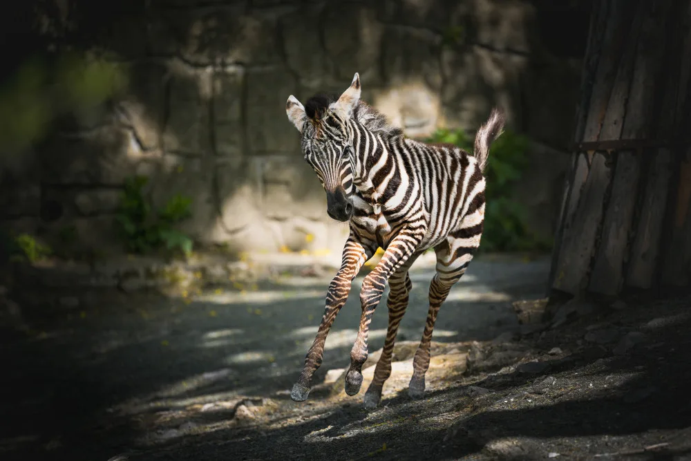safari