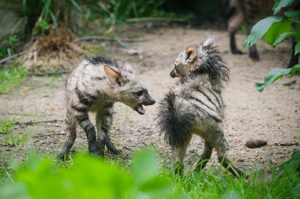 Tři mláďata vzácných hyenek jsou v Safari Parku k vidění ve venkovní expozici