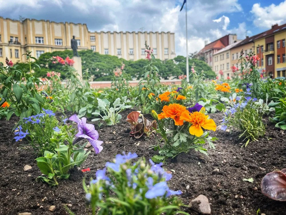 Hradec Králové rozkvetl letničkami, jsou jich tu desítky tisíc