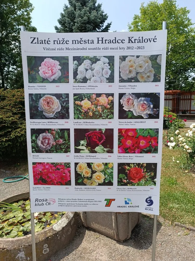 FOTO: Růže odkvétají. Rozárium v Hradci Králové rozárium zavírá