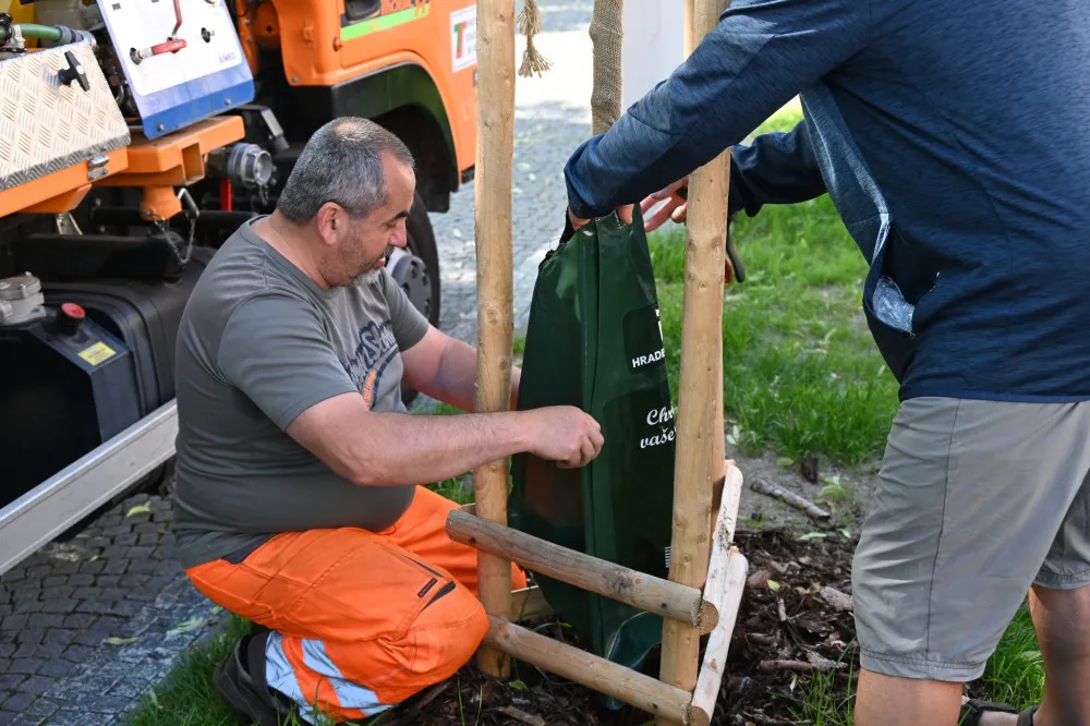 Hradec Králové pořídil nové vaky na zavlažování stromů. Použil peníze re-use projektu