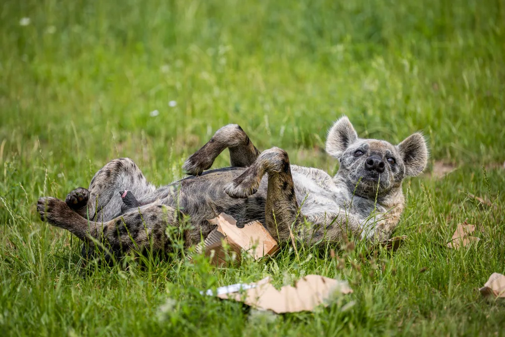Safari Park, Dvůr Králové nad Labem, ZOO, zvířata, noc