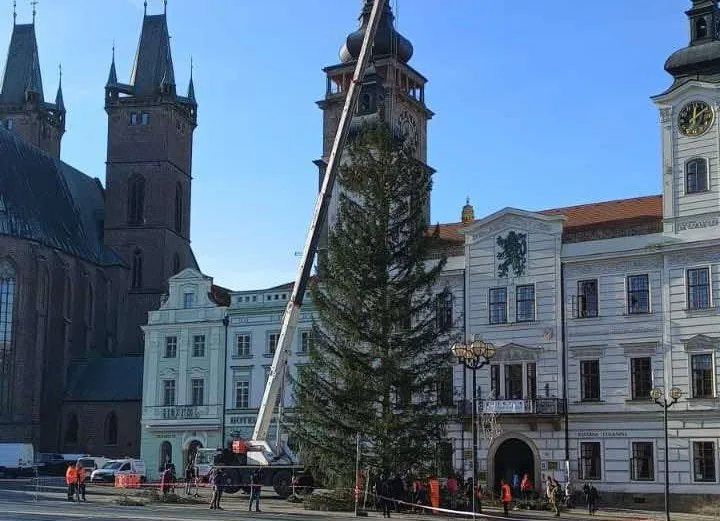 Hradec Králové už má svůj vánoční strom na Velkém náměstí. Patří mezi největší v republice
