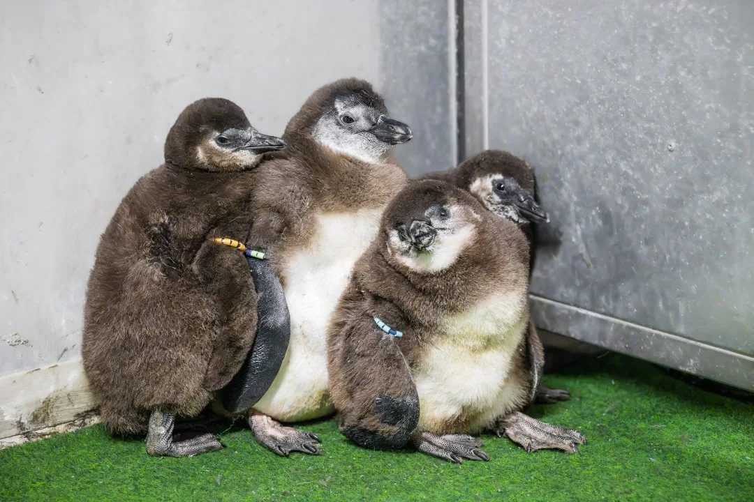 Ojedinělý příběh ze Safari Parku: Tučňáci samci adoptovali a odchovali mládě