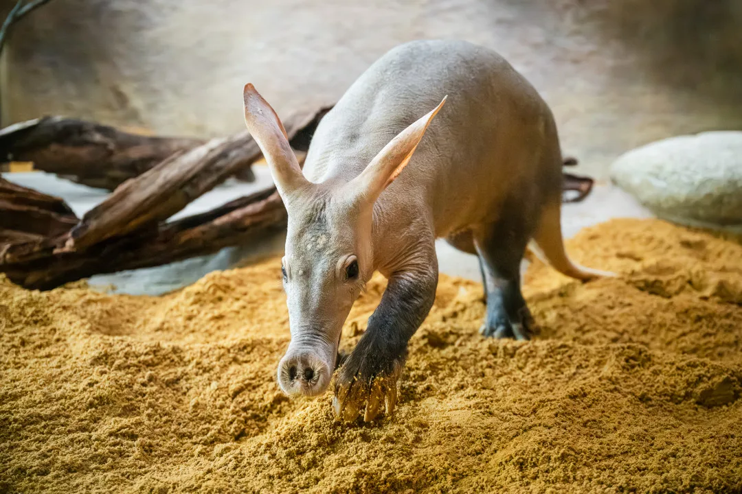 V Safari Parku můžete teď blíž zase o něco blíž krokodýlům i slonům