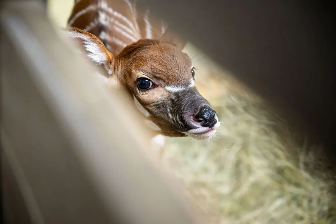 bongo
