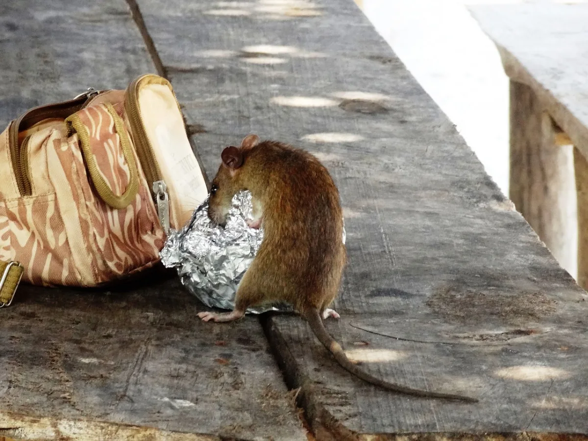 Majitelé psů mají být obezřetní. V Náchodě se koná deratizace
