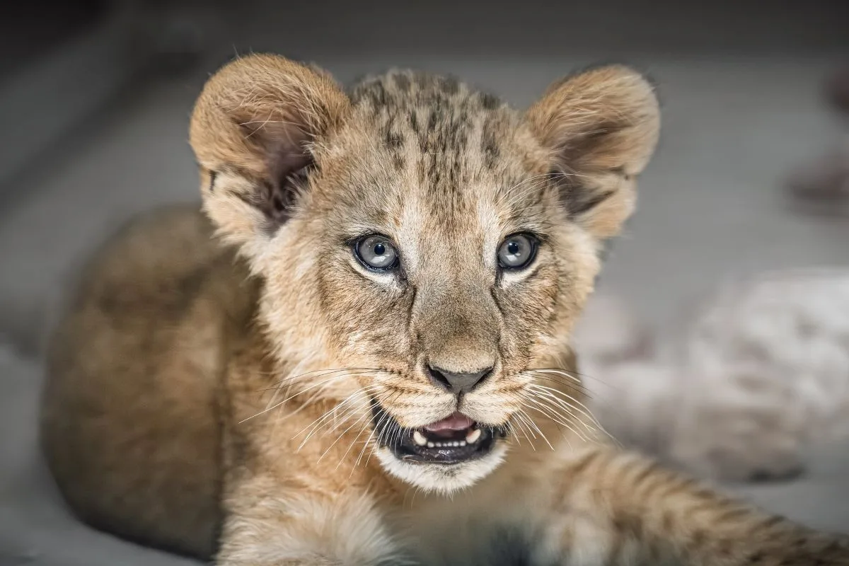 Dvorská ZOO zahájí zítra letní sezonu s omezeným safari, vstupné se zvýší
