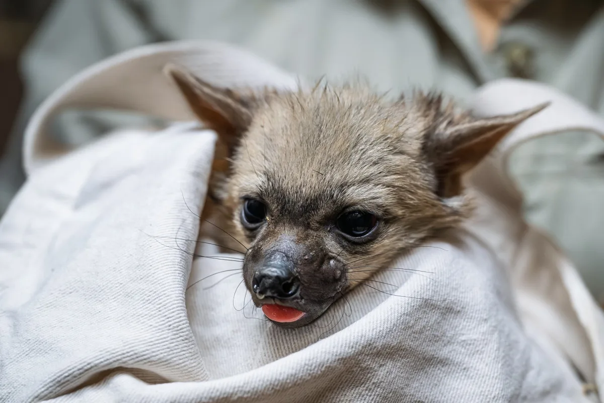 Světová senzace v Safari Parku: Mláďata hyenek hřivnatých!